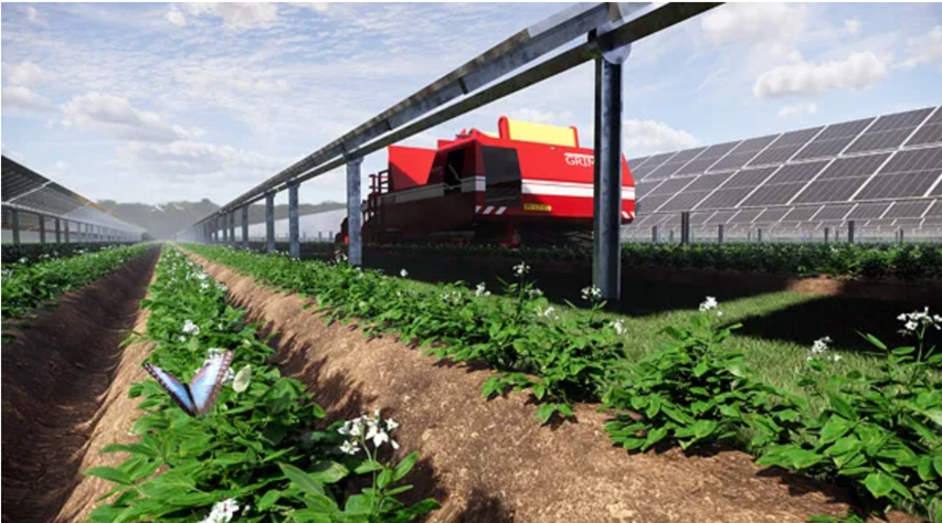Cultiver des pommes de terre dans les rangées entre les panneaux solaires est un exemple de la façon dont les terres arables peuvent être utilisées à la fois pour la production d'énergie électrique et la production de produits agricoles. (Photo : Statkraft)
