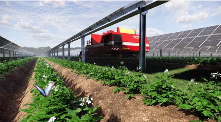 Cultiver des pommes de terre dans les rang&eacute;es entre les panneaux solaires est un exemple de la fa&ccedil;on dont les terres arables peuvent &ecirc;tre utilis&eacute;es &agrave; la fois pour la production d'&eacute;nergie &eacute;lectrique et la production de produits agricoles. (Photo : Statkraft)