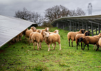 Moutons sous panneaux solaires