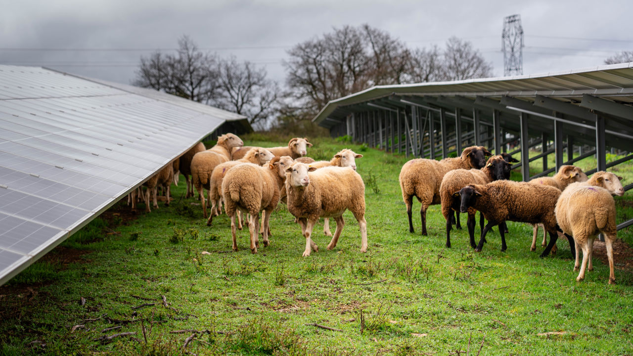 Moutons sous panneaux solaires